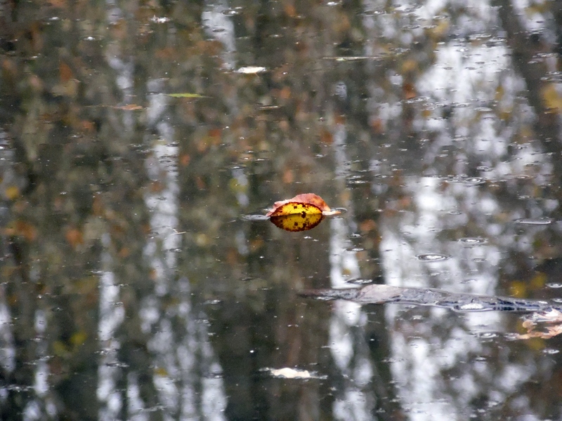 Un mondo riflesso...